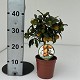 Nos Agrumes : C15 AGRUMES POT DE 15 CM