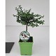 Nos Agrumes : C15 AGRUMES POT CARRÉ DE 15 CM