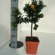 Nos Agrumes : C19 AGRUMES POT CARRÉ DE 19 CM
