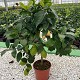 Nos Agrumes : C22 AGRUMES POT DE 22 CM