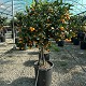 Nos Agrumes : C35 AGRUMES POT DE 35 CM