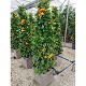 Nos Agrumes : CP40 EXTRA BEAU AGRUMES EN PYRAMIDE POT DE 40CM