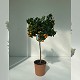 Nos Agrumes : C26 AGRUMES POT DE 26 CM