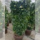 Nos Agrumes : EDP EXTRA BEAU AGRUMES ESPALIER POT DECO DE 55 CM