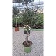 Nos Agrumes et petits Oliviers : OLI22SPV OLIVIER SPIRALE POT DE 22 CM
