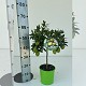 Nos Agrumes : C19 AGRUMES POT DE 19 CM