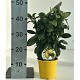 Nos Agrumes : C15 AGRUMES ESPALIERS POT DE 15 CM