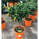Nos Agrumes : C22 AGRUMES POT DE 22 CM