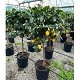 Nos Agrumes : C35 AGRUMES POT DE 35 CM