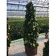 Nos Agrumes : CP40 EXTRA BEAU AGRUMES EN PYRAMIDE POT DE 40CM