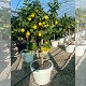 Nos Agrumes : DPC EXTRA BEAU AGRUMES EN POT DÉCO DE 55 CM