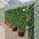 Nos Agrumes : EDP EXTRA BEAU AGRUMES ESPALIER POT DECO DE 55 CM