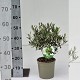 Nos Agrumes : OL19CV OLIVIER BUISSON POT DE 19 CM