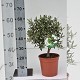 Nos Agrumes : OL22CV OLIVIER BUISSON POT DE 22 CM