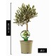 Nos Agrumes : OL15V OLIVIER TIGE POT DE 15 CM