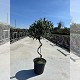 Nos Agrumes : OLI22SPV OLIVIER SPIRALE POT DE 22 CM