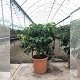 Nos Agrumes : LIM33CV CITRONNIER BUISSON POT DE 33 CM