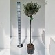 Nos Agrumes : OL24V OLIVIER TIGE POT DE 24CM