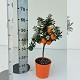 Nos Agrumes : C19 AGRUMES POT DE 19 CM