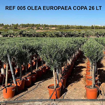 REF 005 OLIVIER COPA 26 LITRES
