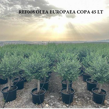 REF 008 OLIVIER COPA 45 LITRES