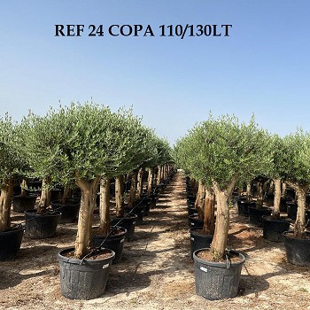 REF 24 OLIVIER COPA 110/130 LITRES