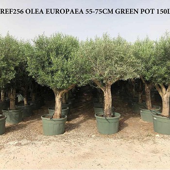 REF 256 OLIVIER POT VERT DE 150 LITRES