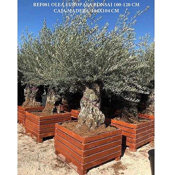 REF 081 OLIVIER POT BOIS 104*104