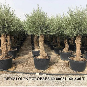 REF 084 OLIVIER 60/80 POT DE 160/230 LITRES