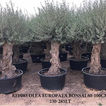 REF 085 OLIVIER 80/100 POT DE 230/285 LITRES