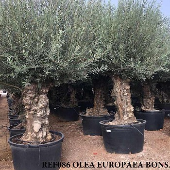 REF 086 OLIVIER 100/120 POT DE 230/285 LITRES