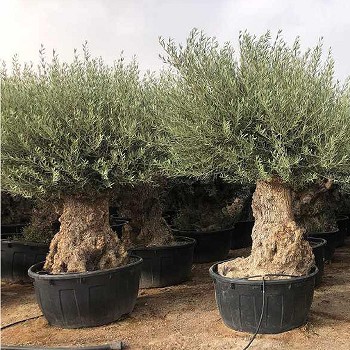 REF 92 OLIVIER 120/160 POT DE 375/500 LITRES