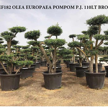 REF 182 OLIVIER POMPOM POT DE 110 LITRES 