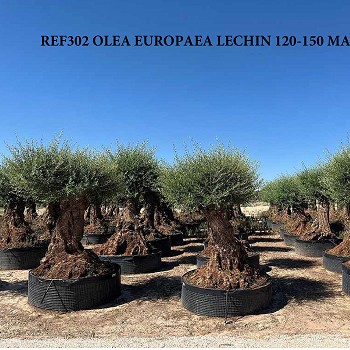 REF 302 LECHIN 120/150 MOTTE GRILLAGÉE