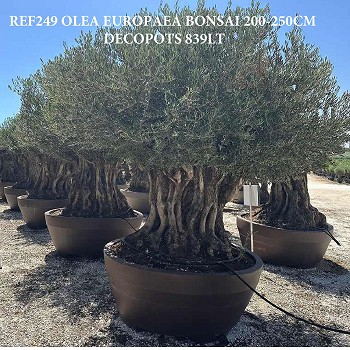 REF 249 OLVIER 200/250 POT DÉCO DE 839 LITRES