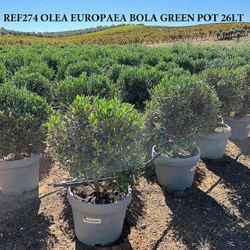 REF 274 OLIVIER BOULE POT VERT DE 26 LITRES