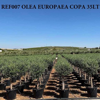 REF 007 OLIVIER COPA 35 LITRES 