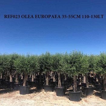 REF 023 OLIVIER 35/55 POT DE 110/130 LITRES