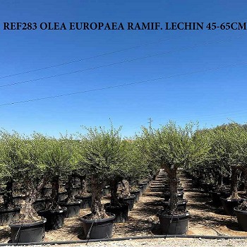 REF 283 OLIVIER RAMIFIÉ LECHIN POT DE 170 LITRES