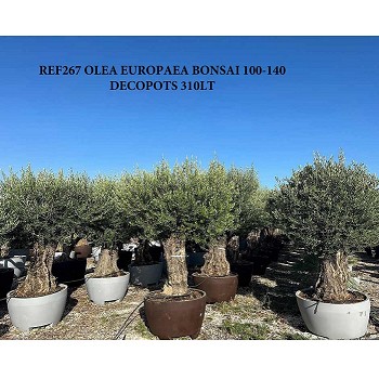REF 267 OLIVIER 100/120 POT DÉCO DE 310 LITRES 