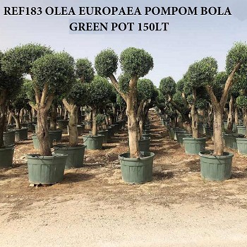 REF 183 OLIVIER FORME BOULE EN POT VERT DE 150LTS