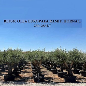 REF 040 OLIVIER RAMIFIÉ POT DE 230/285 LITRES 