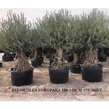 REF 106 OLIVIER 100/120 POT DE 375/500 LITRES