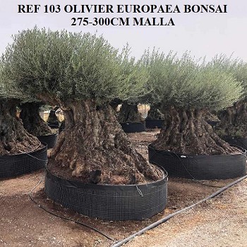 REF 103 OLIVIER 275/300 EN MOTTE GRILLAGÉE