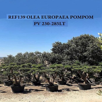 REF 139 OLIVIER POMPOM VIEUX TRONC POT DE 230/285L