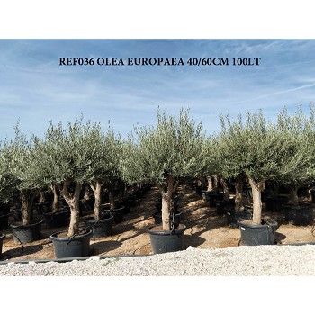 REF 036 OLIVIER 40/60 POT DE 100 LT