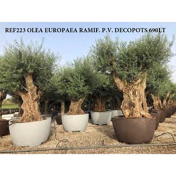 REF 223 OLIVIER RAMIFIÉ POT DÉCO DE 690 LT