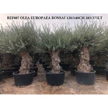 REF 087 OLIVIER 120/140 POT DE 285/375 LITRES 