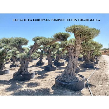REF 146 OLIVIER POMPOM LECHIN 150/200 EN MOTTE