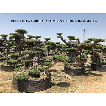 REF 147 OLIVIER POMPOM LECHIN 200/250 EN MOTTE